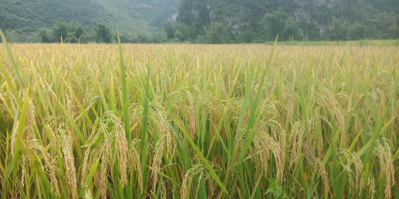 Yen Nhi Ban Gioc - New Cs2 Homestay